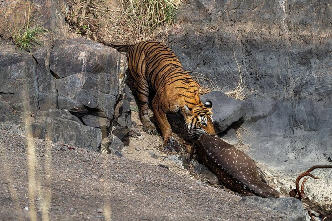 From Jaipur: 2 Days Private Tour of Ranthanbore Tigers Safari - Jaipur to Ranthambore: a comfortable transfer that sets the tone