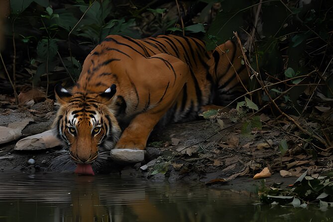 From Jaipur: 2 Days Private Tour of Ranthanbore Tigers Safari - Day 2 dawn safari: when Ranthambore feels most alive