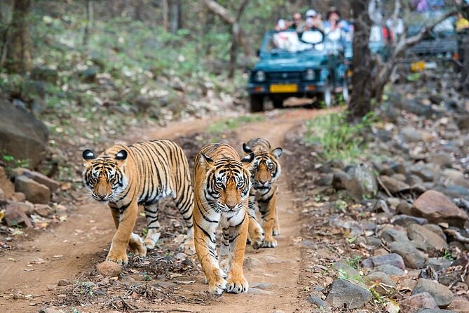 From Jaipur: 2 Days Private Tour of Ranthanbore Tigers Safari - Ranthambore Fort after the safaris: a satisfying change of pace