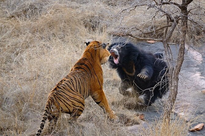 From Jaipur: 2 Days Private Tour of Ranthanbore Tigers Safari - Meals and hotel stay: what APAI basis means for your day