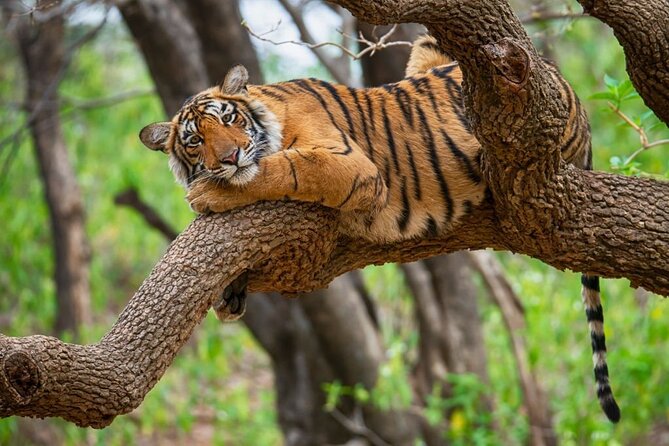 From Jaipur: 2 Days Private Tour of Ranthanbore Tigers Safari - Price and value: is $215.40 per person fair?