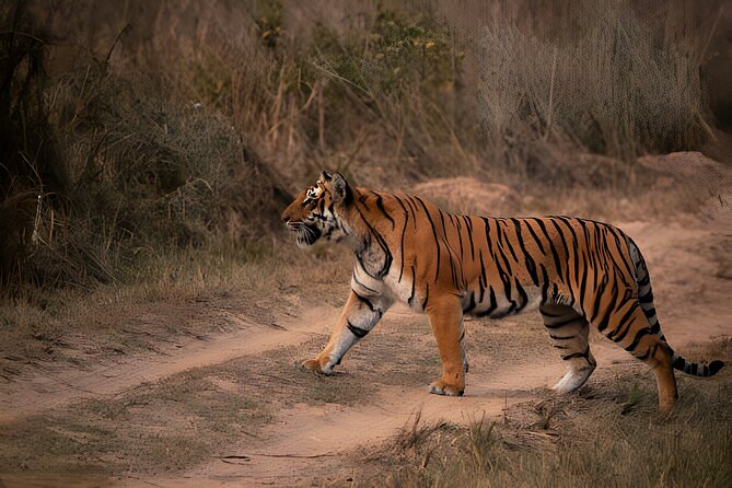 From Jaipur: 2 Days Private Tour of Ranthanbore Tigers Safari - Private tour comfort: best for small groups and early risers