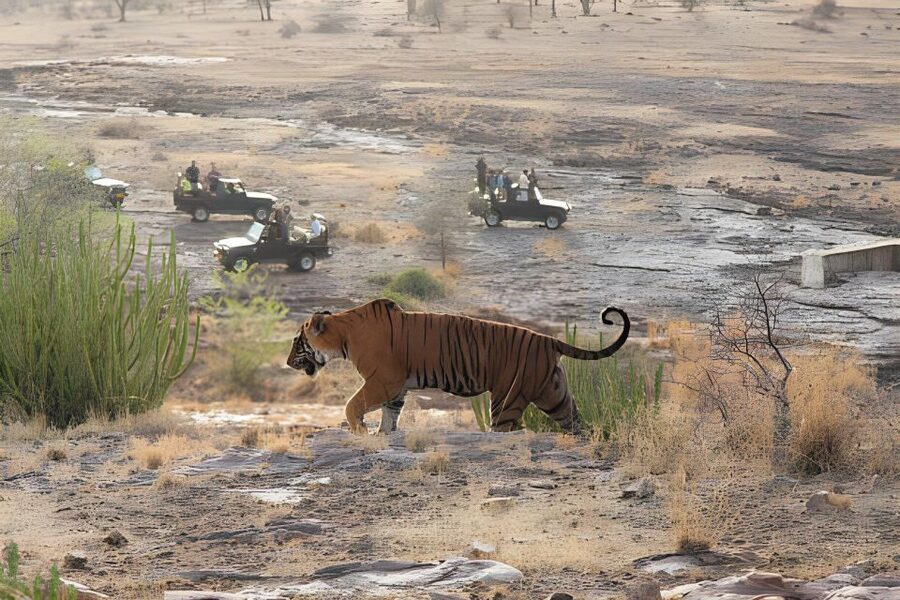 From Jaipur : 2 Days Ranthambore Tiger Safari Tour By Car - Key Things That Make This Jaipur to Ranthambore Tour Worth Your Time