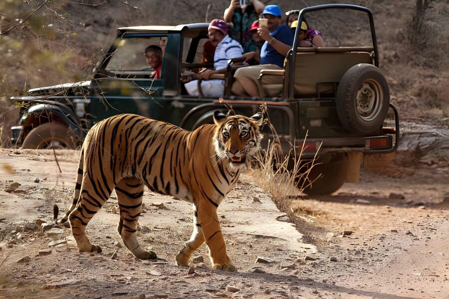 From Jaipur : 2 Days Ranthambore Tiger Safari Tour By Car - Timing and Punctuality: The One Thing to Watch Closely