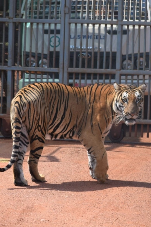 From Jaipur : 2 Days Ranthambore Tiger Safari Tour By Car - Day 2 Early Morning Safari, Then Ranthambore Fort in the Afternoon
