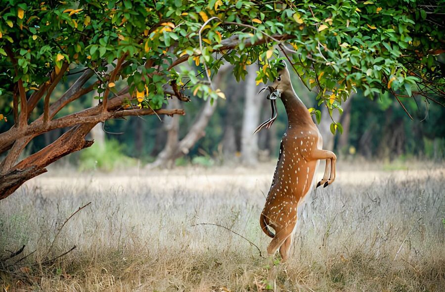 From Jaipur : 2 Days Ranthambore Tiger Safari Tour By Car - Guides and English: Helpful, But Not Guaranteed