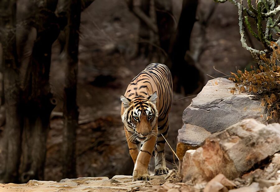 From Jaipur : 2 Days Ranthambore Tiger Safari Tour By Car - Tiger Sightings Are Luck, So Think “Experience Value,” Not Proof
