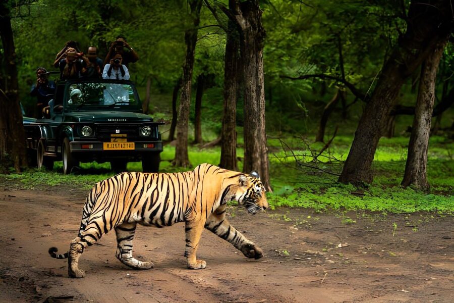 From Jaipur : 2 Days Ranthambore Tiger Safari Tour By Car - Price and Value: Is $222 Per Person Fair?