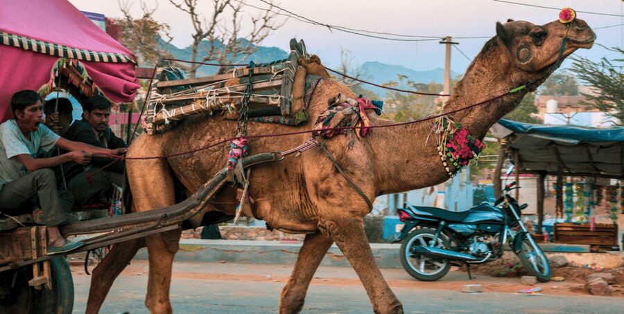 From Jaipur : Ajmer Pushkar Private Tour by Cab with Guide - Private Cab Value: What You Gain by Not Sharing the Ride