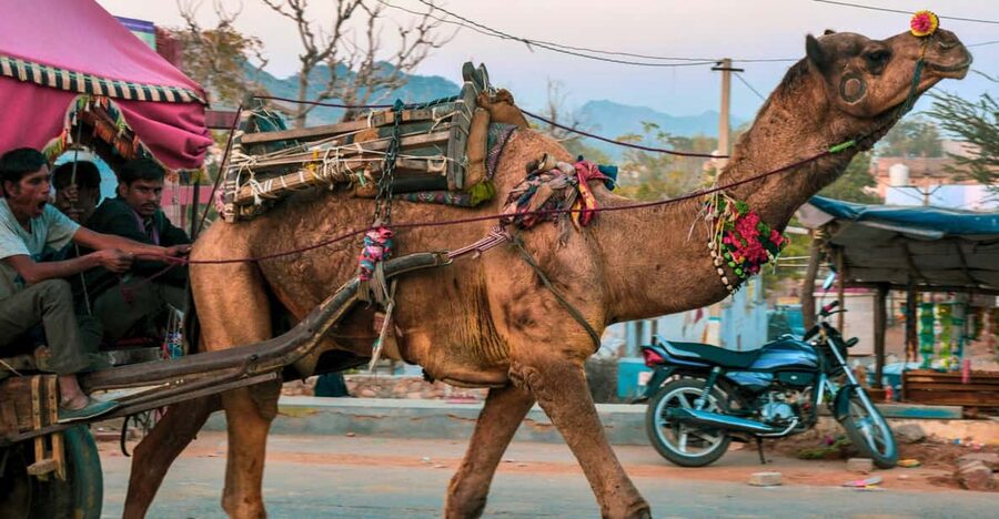 From Jaipur : Ajmer Pushkar Private Tour by Cab with Guide - Ajmer-e-Sharif Dargah and Dhai din ka Jhonpara: Two Sacred Moods