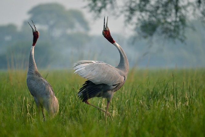 From Jaipur: Bird Safari and Agra sightseeing All-Inclusive - The main consideration before you book