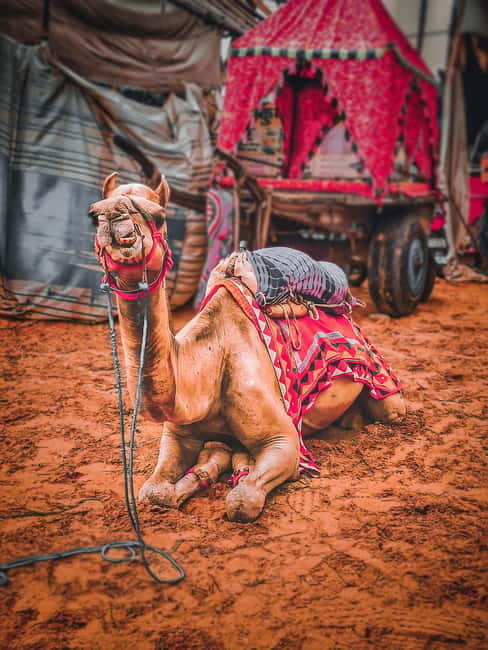 From Jaipur: One-Day Trip From Jaipur to Pushkar - Pushkar Bazaar: Jewelry and Clothes, with a Purpose