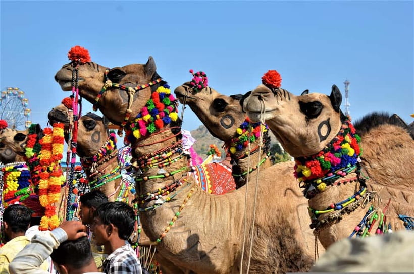 From Jaipur: One-Day Trip From Jaipur to Pushkar - Timing, Rules, and What Could Make the Day Feel Longer