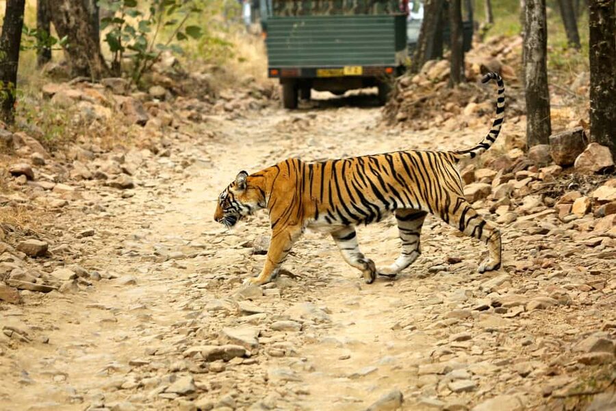 From Jaipur: One Day Trip to Ranthambore Tiger Safari - Key Points to Know Before You Go