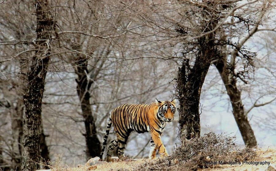 From Jaipur: One Day Trip to Ranthambore Tiger Safari - Why a Jaipur to Ranthambore Tiger Safari Feels Like the Real Rajasthan Day