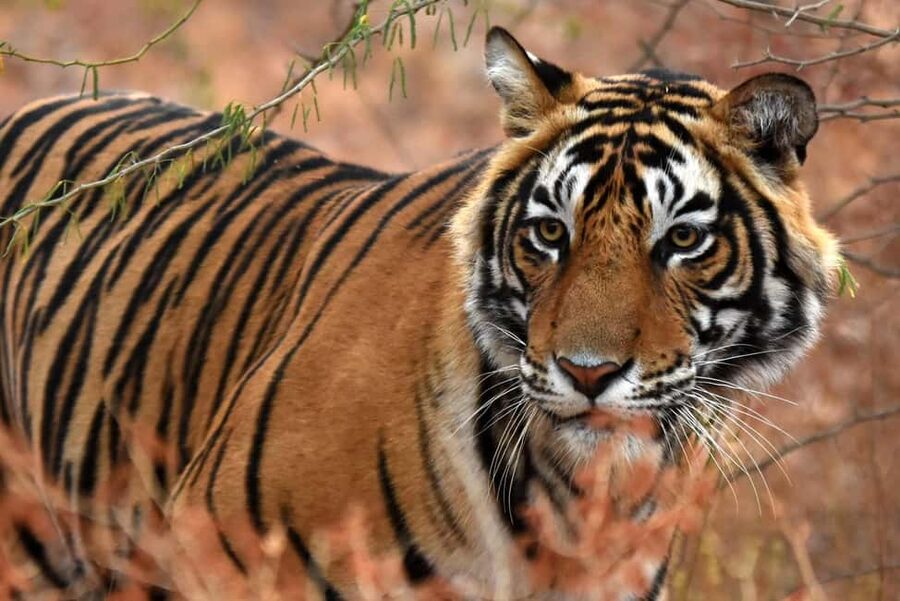 From Jaipur: One Day Trip to Ranthambore Tiger Safari - Arriving at Ranthambore: The Forest Counter, Vehicle Choices, and What Your Safari Actually Includes