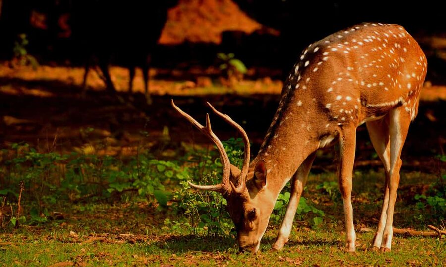 From Jaipur: One Day Trip to Ranthambore Tiger Safari - The Game Drive Window: How the 3-Hour Safari Works in Practice