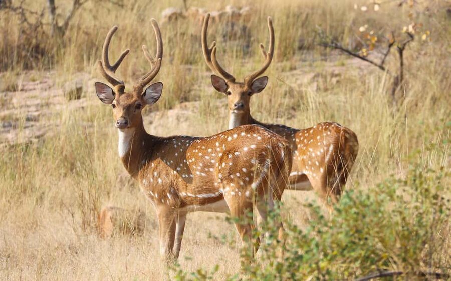 From Jaipur: One Day Trip to Ranthambore Tiger Safari - Ranthambore Beyond Tigers: Fort Views, Temples, and Wildlife Details You’ll Actually Notice