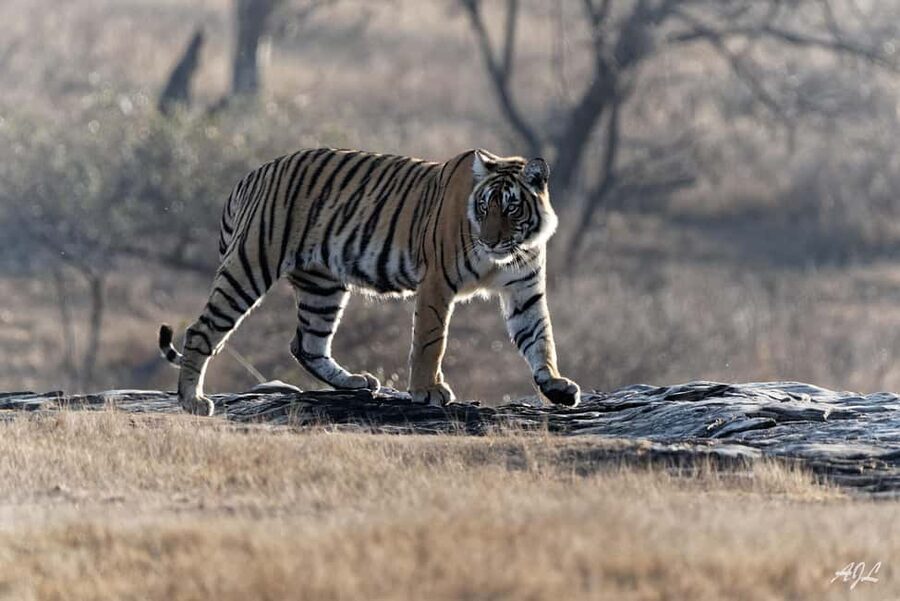 From Jaipur: One Day Trip to Ranthambore Tiger Safari - Who This Safari Day Trip Is Best For