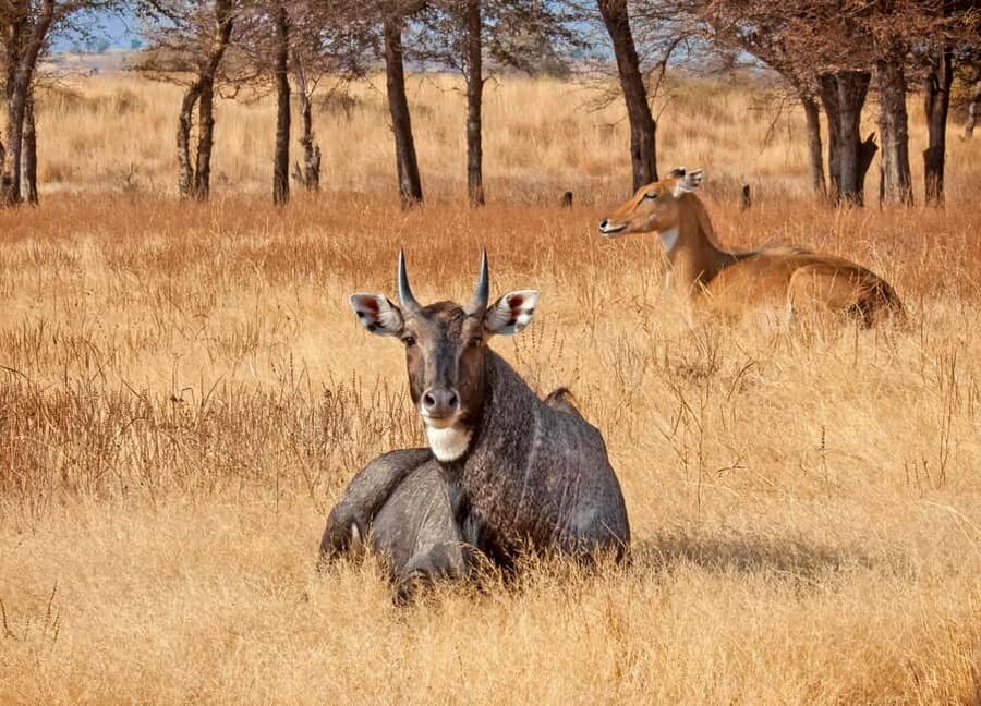 From Jaipur: One Day Trip to Ranthambore Tiger Safari - The Road to Sawai Madhopur: Pickup, AC Comfort, and Realistic Timing