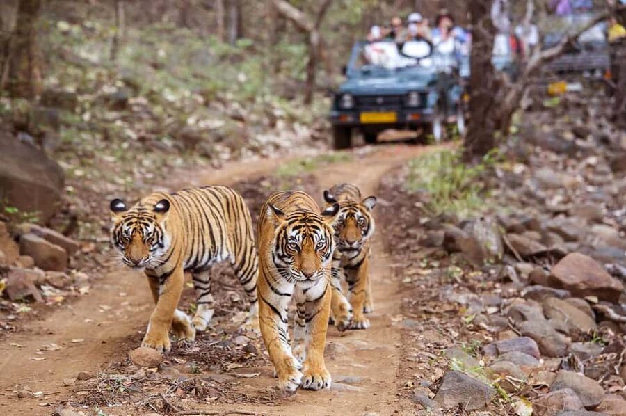 From Jaipur: Praivte Ranthambore Tour By Jeep Canter Safari - Jaipur to Ranthambore in One Day: What the Drive Really Feels Like
