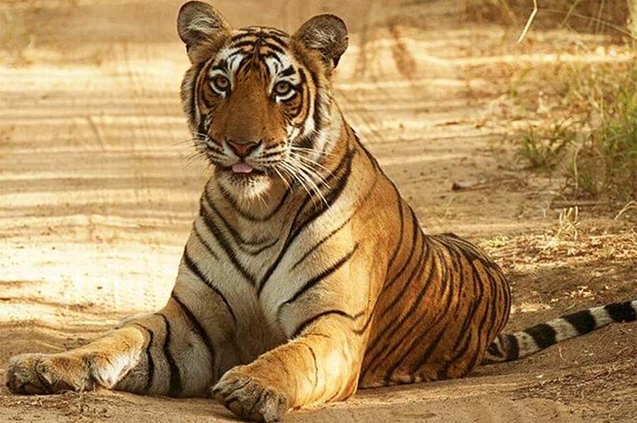 From Jaipur: Praivte Ranthambore Tour By Jeep Canter Safari - The Reality Check: Tigers Aren’t Guaranteed, But Wildlife Still Delivers