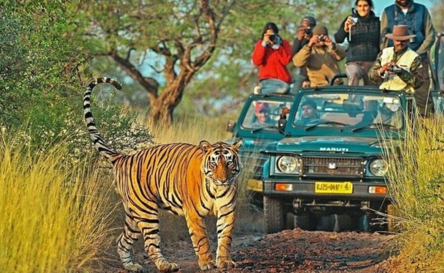 From Jaipur: Praivte Ranthambore Tour By Jeep Canter Safari - Rural Women Craft: A Thoughtful Add-On (Not Just a Souvenir Stop)