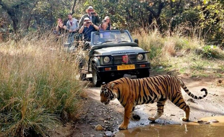From Jaipur: Praivte Ranthambore Tour By Jeep Canter Safari - Price and Value: Is $98 a Fair Deal for This One-Day Run?