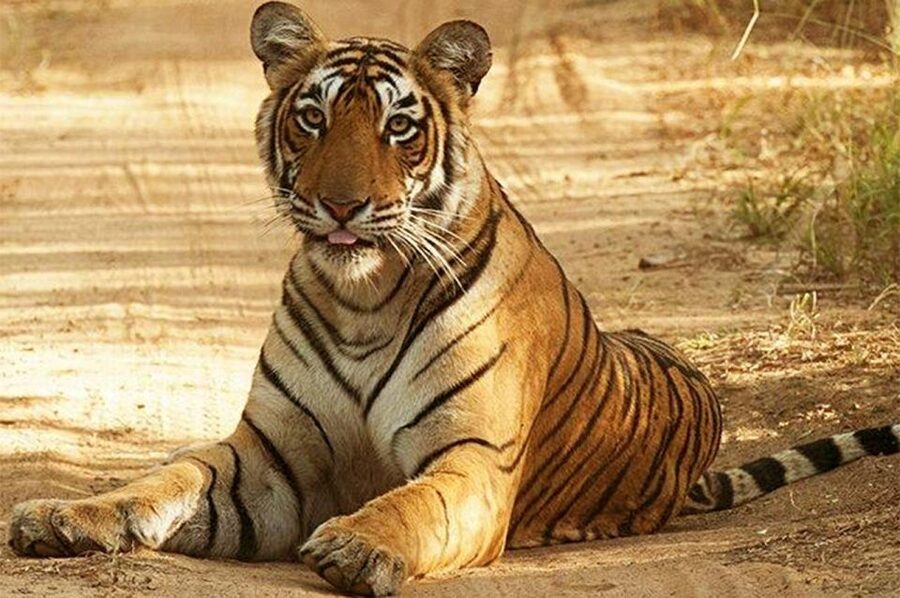 From Jaipur: Praivte Ranthambore Tour By Jeep Canter Safari - Should You Book This Jaipur Private Ranthambore Safari?