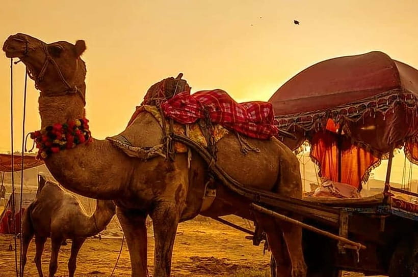 From Jaipur : Private Ajmer Pushkar Tour by Cab - Pushkar Sunrise, Brahma Temple, and the Lake-Centered Feel