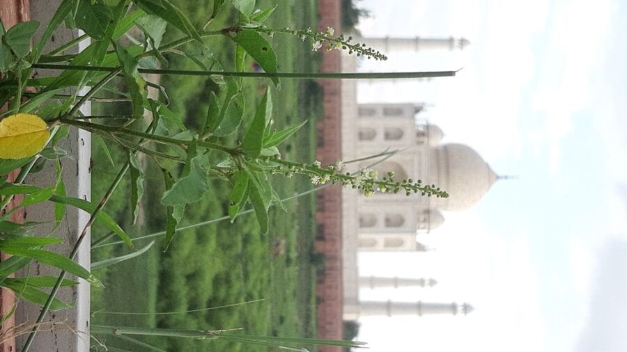 From Jaipur: Private Taj Mahal Sunrise & Agra Fort Tour - Who this tour suits best