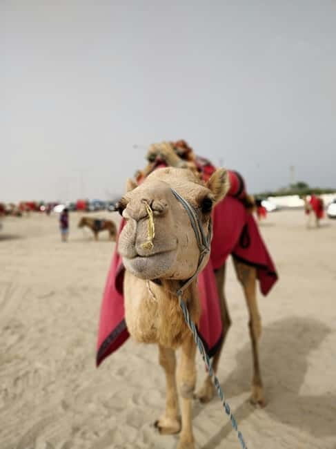 From Jaipur: Pushkar and Ajmer Private Day Trip - Should you book this Jaipur to Pushkar and Ajmer private day trip?