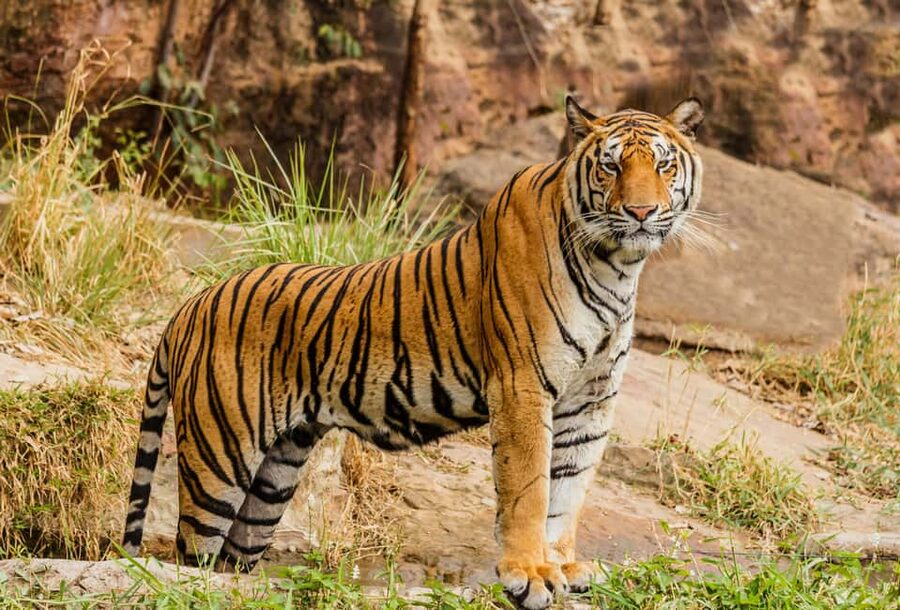 From Jaipur: Ranthambore National Park Day Trip with Safari - Key Things You Should Know Before You Go