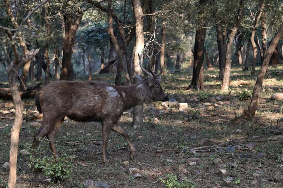 From Jaipur: Ranthambore National Park Day Trip with Safari - Who This Tour Fits Best (and Who Should Rethink It)