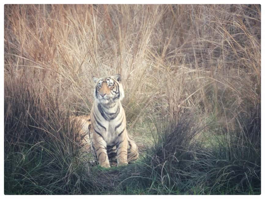 From Jaipur: Ranthambore National Park Day Trip with Safari - The Jaipur to Ranthambore Day Plan, Long Drive, Real Payoff