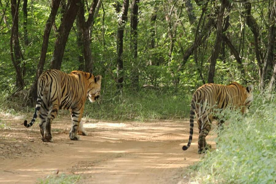 From Jaipur: Ranthambore National Park Day Trip with Safari - Jeep or Canter Safari, Pick the Ride That Fits Your Style