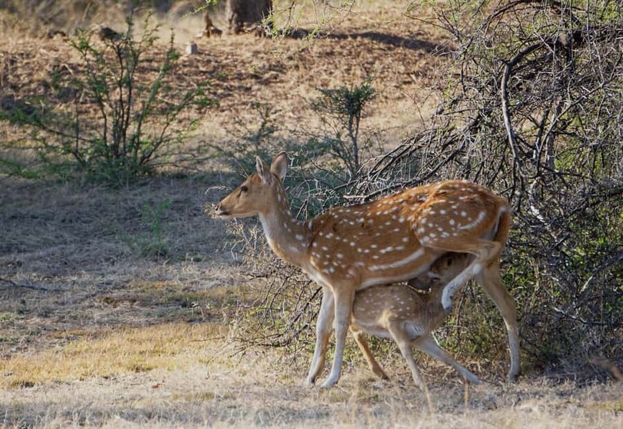 From Jaipur: Ranthambore National Park Day Trip with Safari - Inside Ranthambore, Tigers, Crocodiles, and the Real Surprise Guests