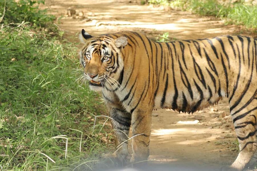 From Jaipur: Ranthambore National Park Day Trip with Safari - Naturalist Guide and the Small Differences That Change Your Safari