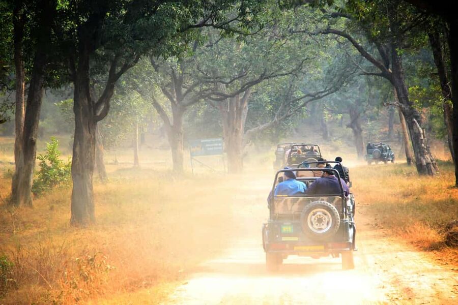From Jaipur: Ranthambore National Park Day Trip with Safari - The Fort and the Setting, Why Ranthambore Feels Special Even Between Sights