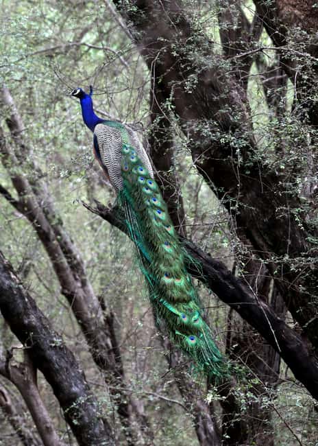 From Jaipur: Ranthambore National Park Day Trip with Safari - Food, Stops, and What to Do About High Prices