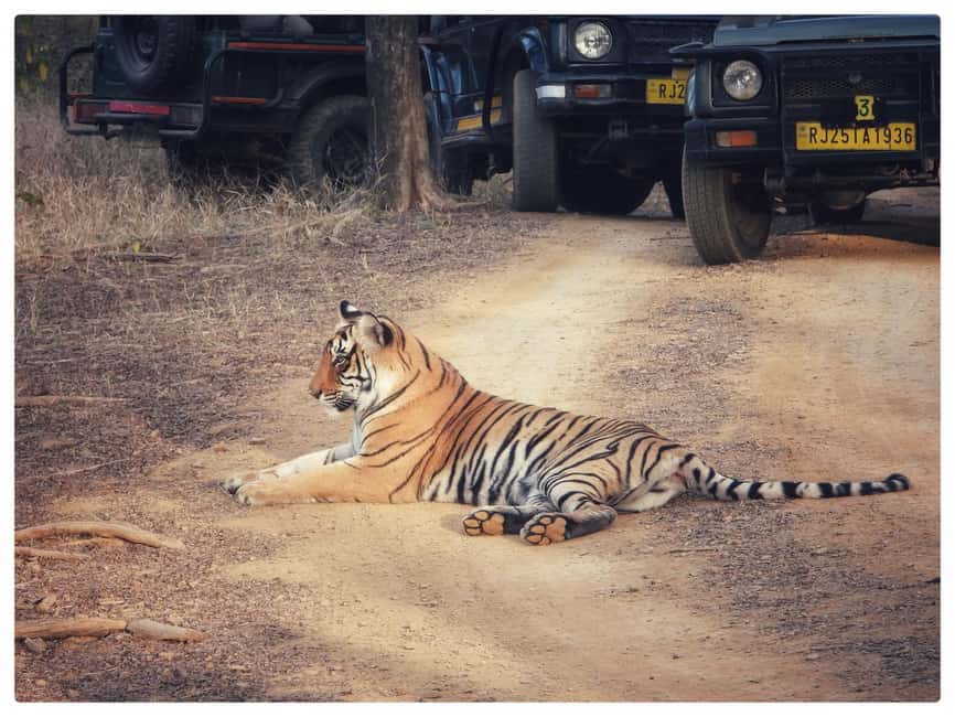 From Jaipur: Ranthambore National Park Day Trip with Safari - Price and Value, Is $85 Worth a Full Day?