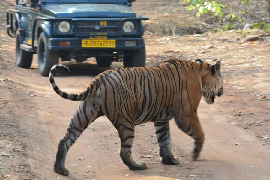 From Jaipur: Ranthambore National Park Day Trip with Safari - Transport and Timing, What Actually Moves the Needle