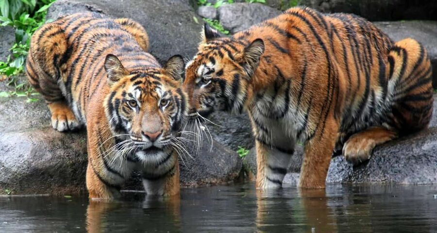 From Jaipur: Ranthambore Private Day Trip with Tiger Safari - The safari in an open 20-seater canter: where you should focus