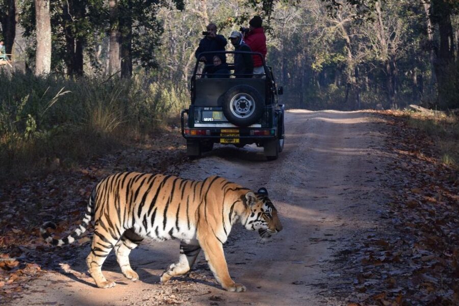From Jaipur: Ranthambore Private Day Trip with Tiger Safari - What animals you can reasonably hope to see