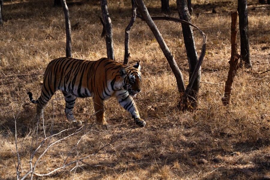 From Jaipur: Ranthambore Private Day Trip with Tiger Safari - Timing reality: monsoon closures and why your month matters