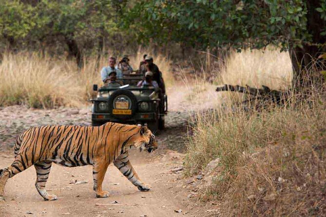 From Jaipur: Ranthambore Tiger Safari Private Day Tour - A 12 to 14 hour Jaipur break to Ranthambore