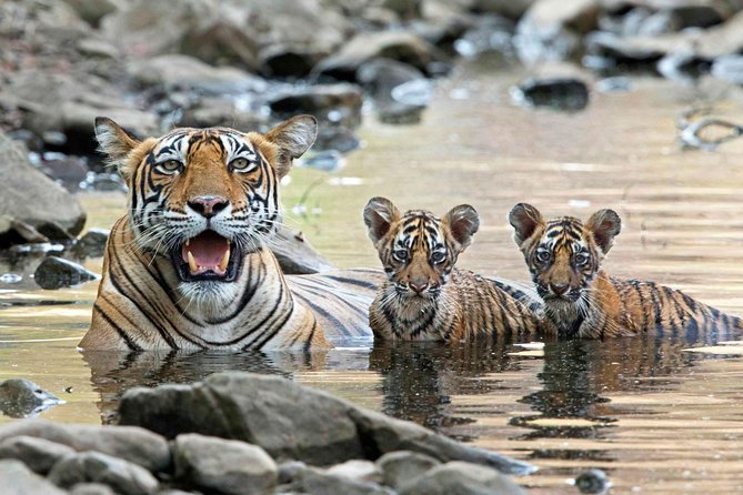 From Jaipur: Ranthambore Tiger Safari Private Day Tour - Price and value: why $100 can be a fair deal