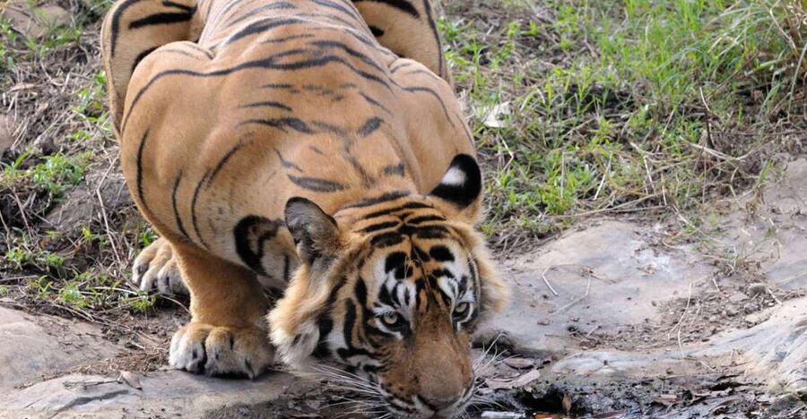 From Jaipur: Ranthambore Tour with Cab - Key highlights you will actually care about