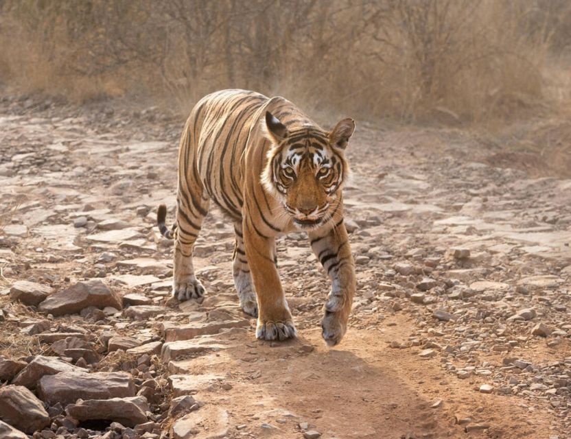 From Jaipur: Ranthambore Tour with Cab - Price and value for this Ranthambore cab day trip