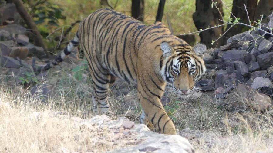 From Jaipur: Sariska National Park Day trip with Safari - Key things I’d zero in on before you go
